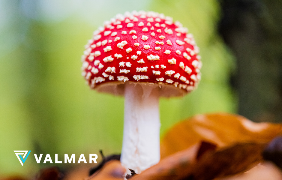 Mushroom product with Valmar Merchant Services logo representing payment processing for smoke shops and CBD brands